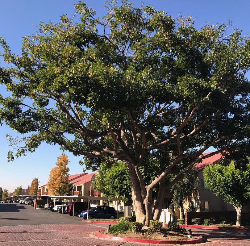 Large beautiful tree in the middle of the parking lot